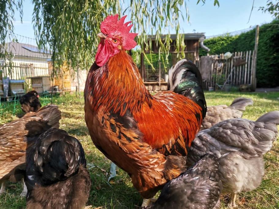 Fewo "Am Bienenstock" In Dallgow-Doberitz Ngoại thất bức ảnh