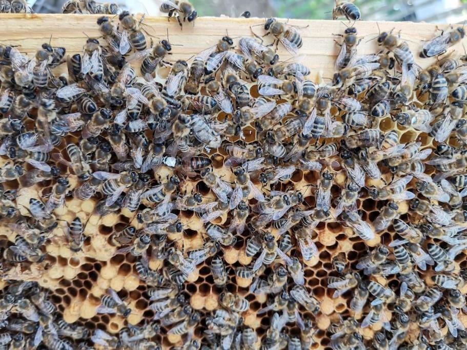 Fewo "Am Bienenstock" In Dallgow-Doberitz Ngoại thất bức ảnh