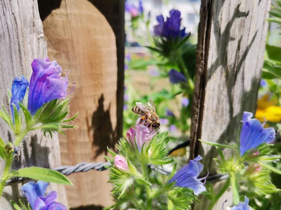 Fewo "Am Bienenstock" In Dallgow-Doberitz Ngoại thất bức ảnh