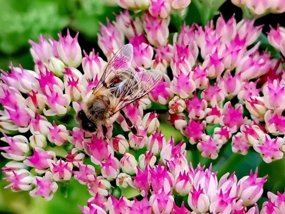 Fewo "Am Bienenstock" In Dallgow-Doberitz Ngoại thất bức ảnh