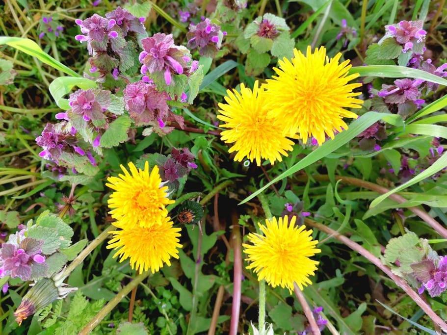Fewo "Am Bienenstock" In Dallgow-Doberitz Ngoại thất bức ảnh